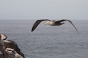 066 Waved albatross 03